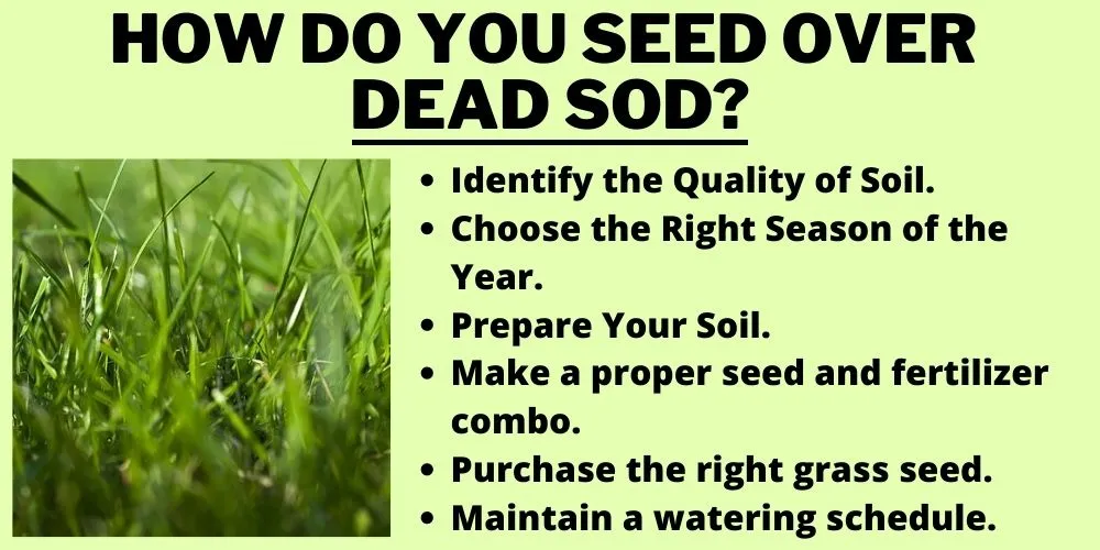 How do you seed over dead sod?