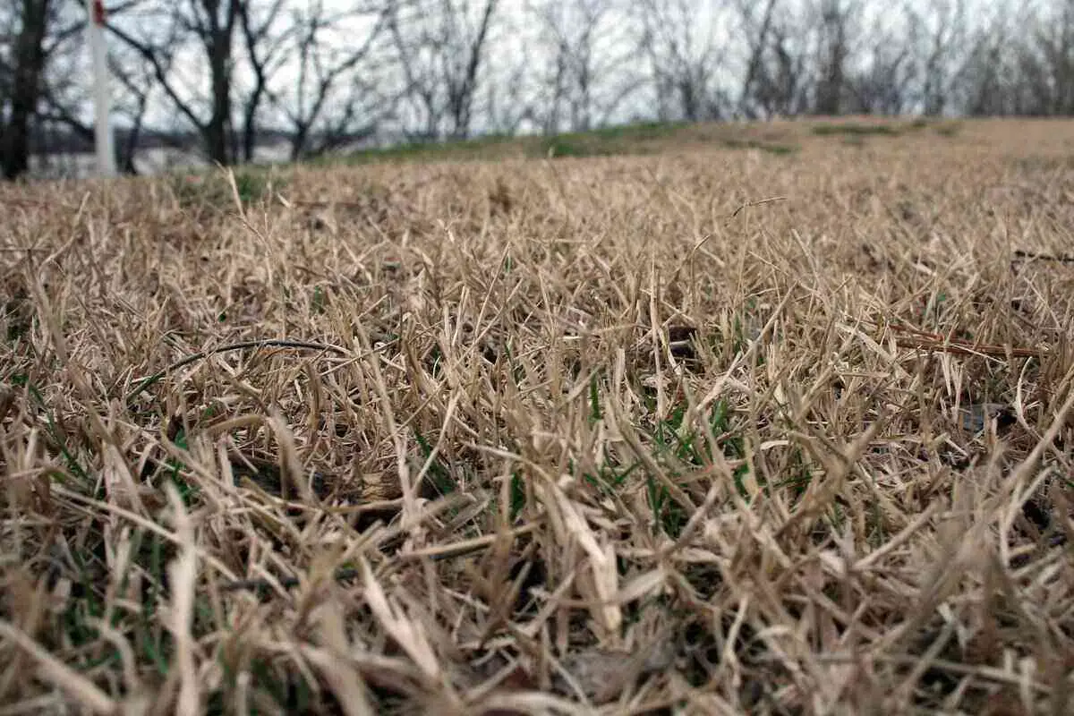 How do you seed over dead sod?