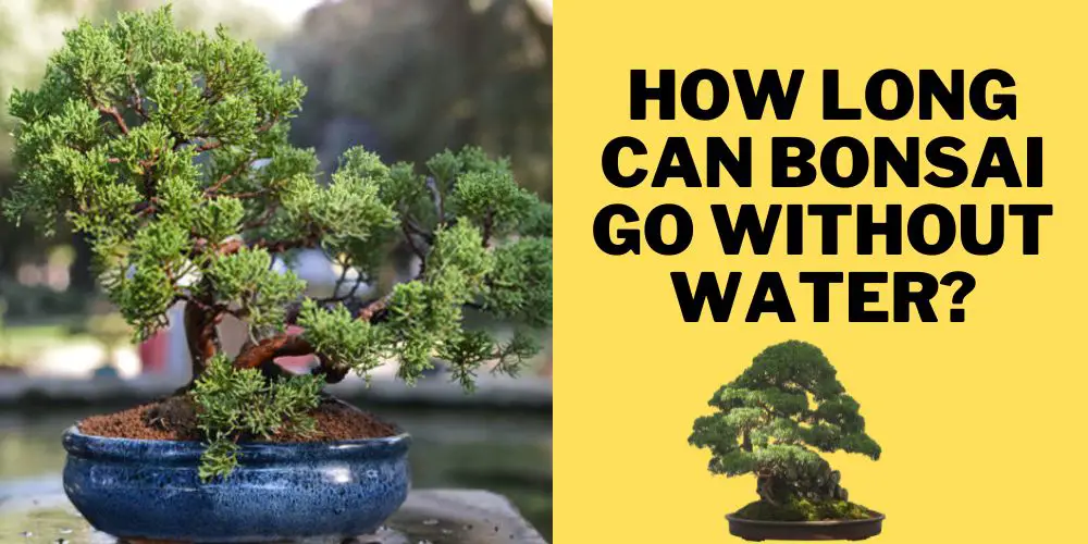 How long can bonsai go without water?