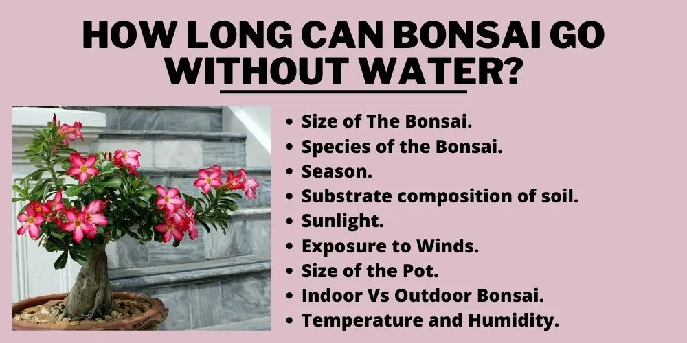 How long can bonsai go without water?