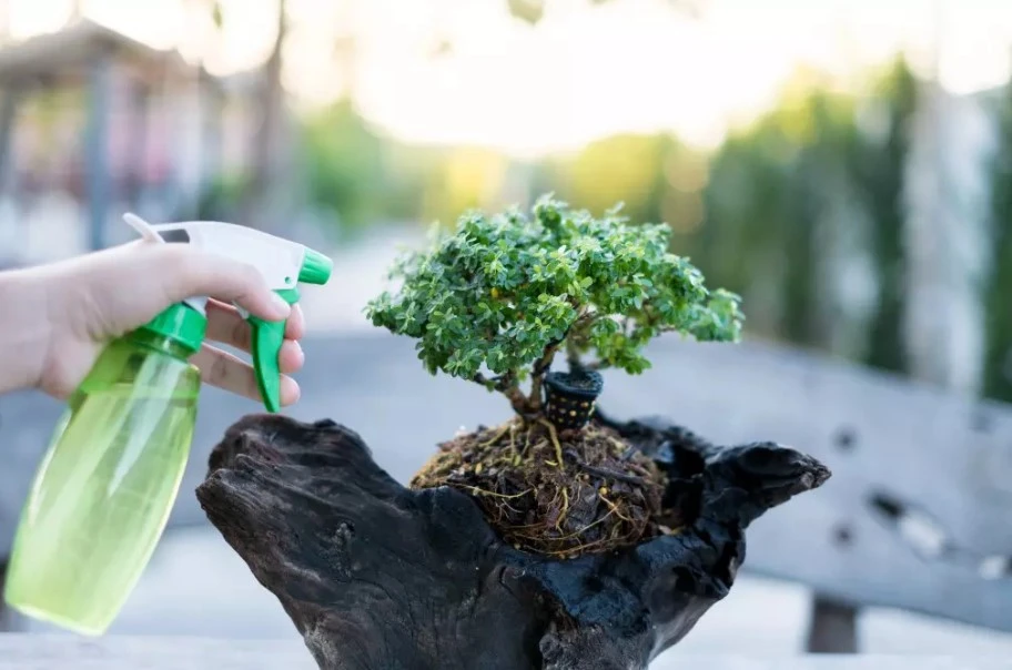 how long can bonsai go without water