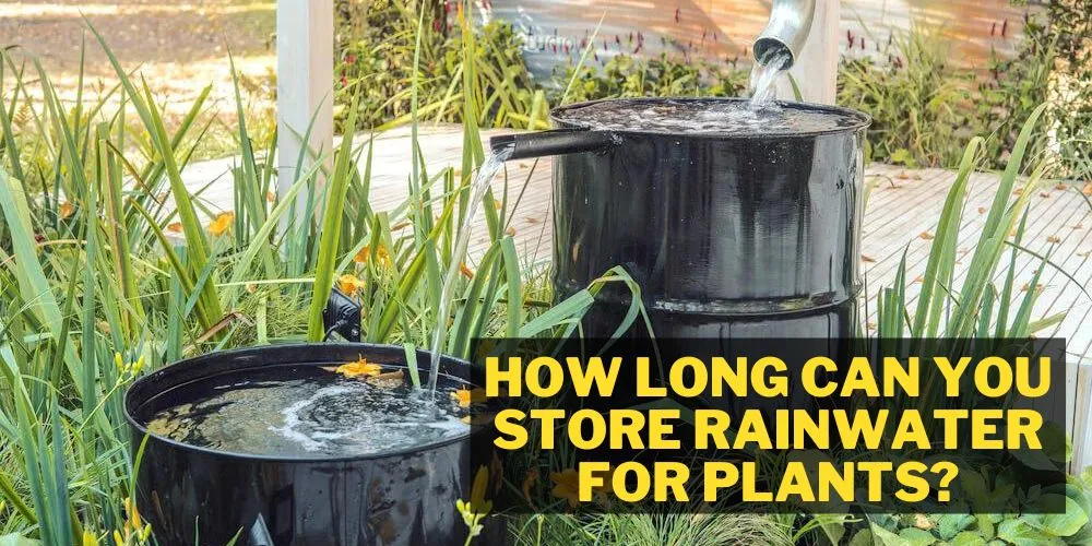 How long can you store rainwater for plants?