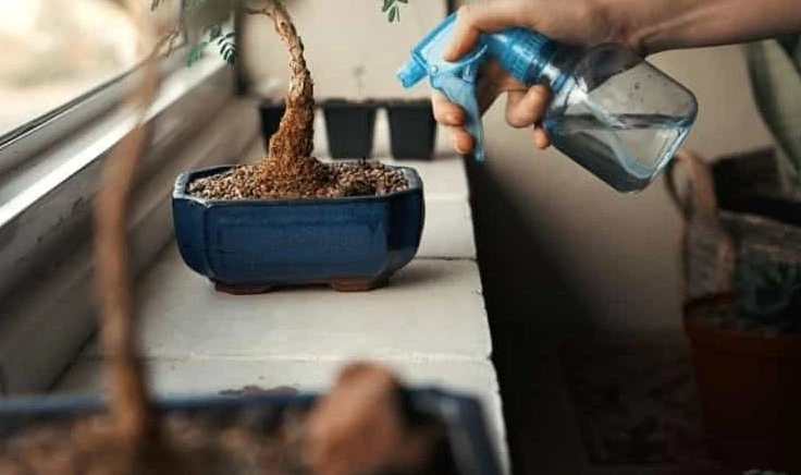 How often should a bonsai be watered?