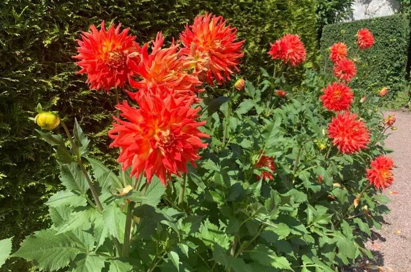 How to Care for Grounded Dahlia