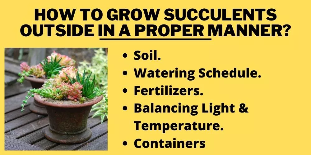 How to Grow Succulents Outside in a Proper Manner?