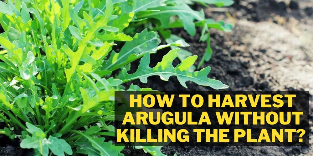 How to Harvest Arugula Without Killing the Plant