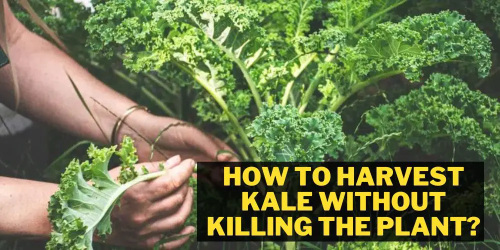 How to Harvest Kale Without Killing the Plant