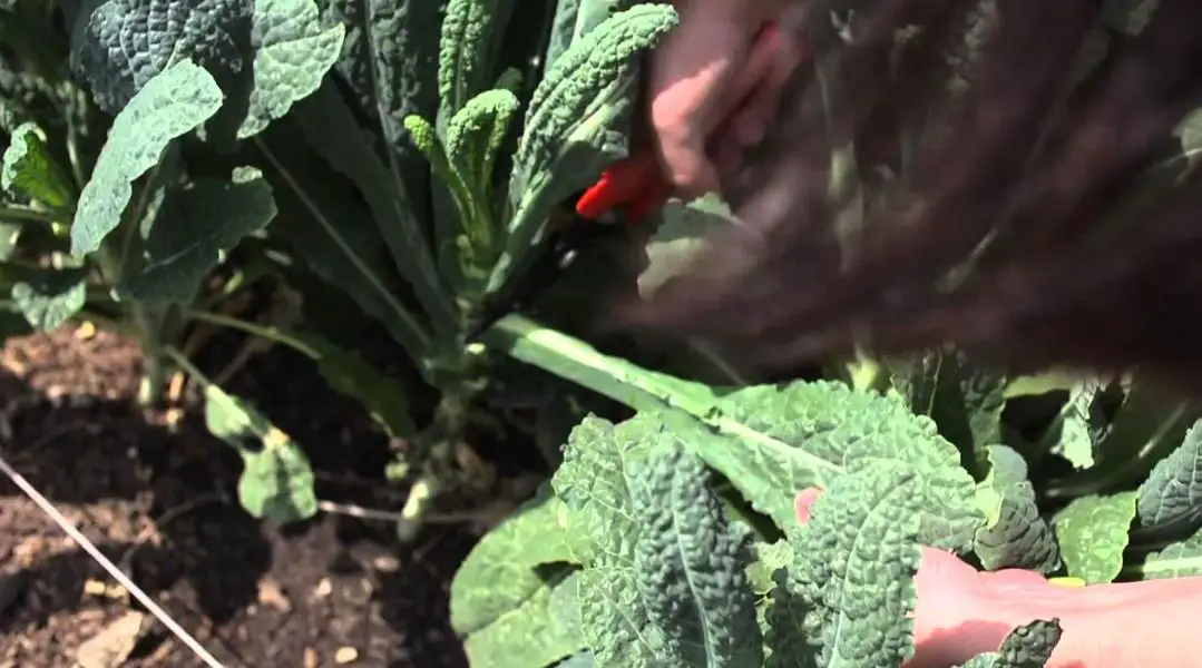 How to Harvest Kale Without Killing the Plant?