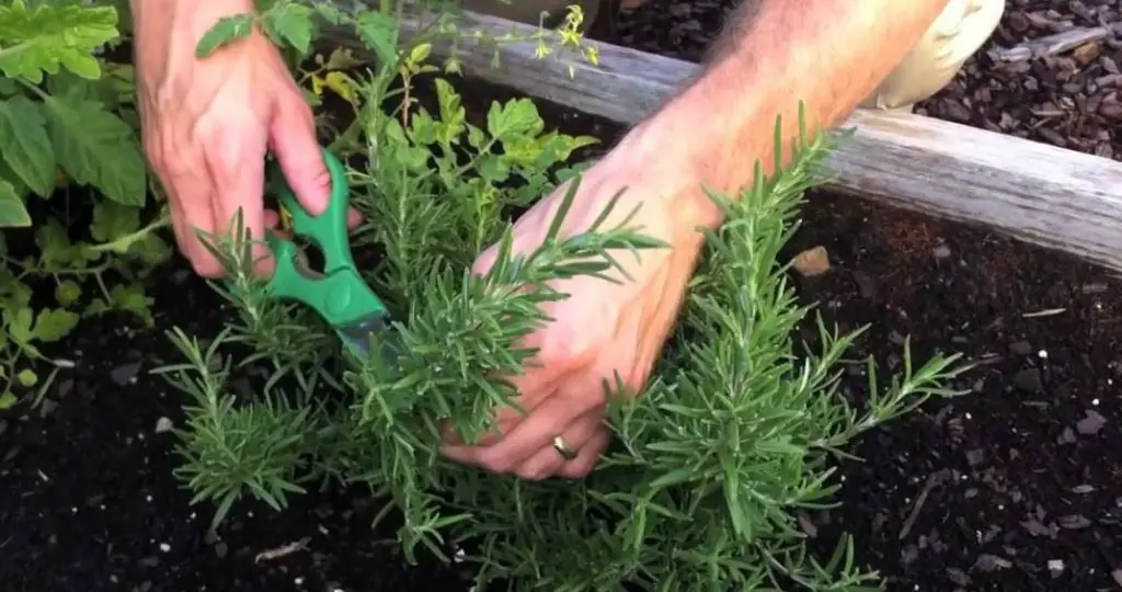 How to Harvest Rosemary Without Killing the Plant? Detailed Step by step guide. 