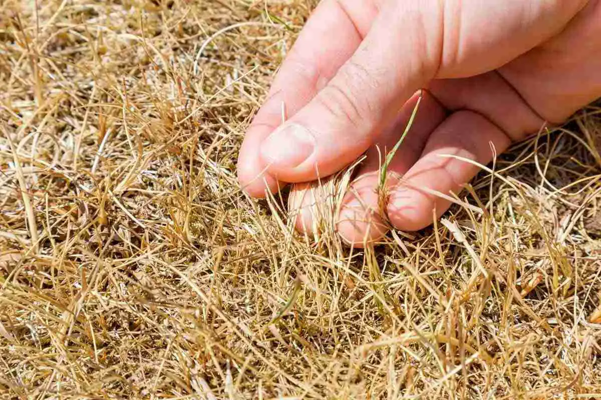 How to Identify Your Sod is Dead?