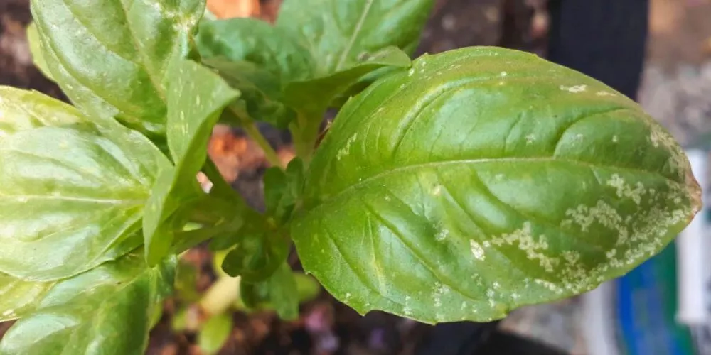 Is it OK to eat basil leaves with white spots?