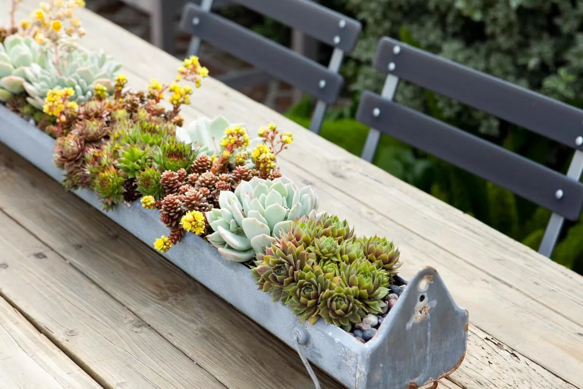 Should Succulent be Kept Inside or Outside?