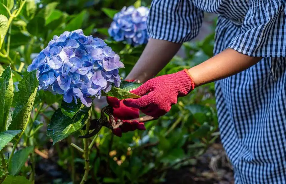 Some Ineffective methods of Using Eggshells For Hydrangeas