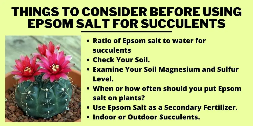 Things To Consider Before Using Epsom Salt for Succulents