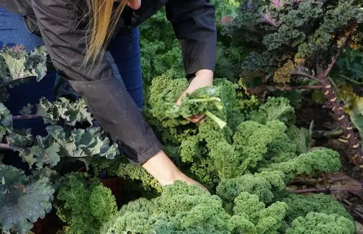 Things To Consider While Harvesting Kale