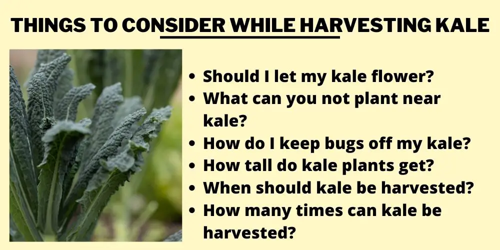 Things To Consider While Harvesting Kale