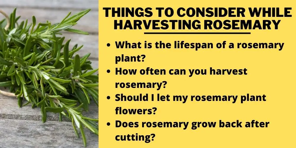 Things To Consider While Harvesting rosemary