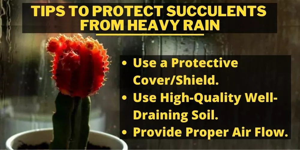 Tips To Protect Succulents From Heavy Rain