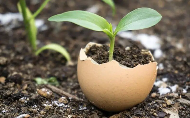 What Happens to Soil pH With Excess Eggshells?