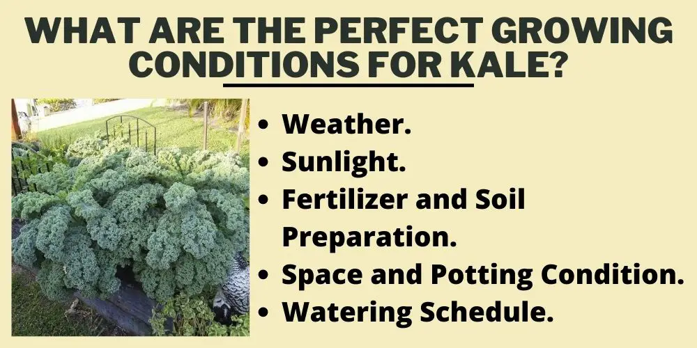 What are the Perfect Growing Conditions for Kale?