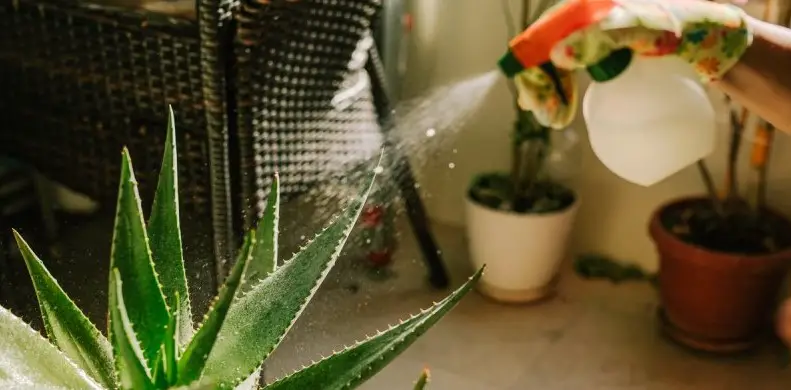 Which Water to Use for Aloe Vera Plants?