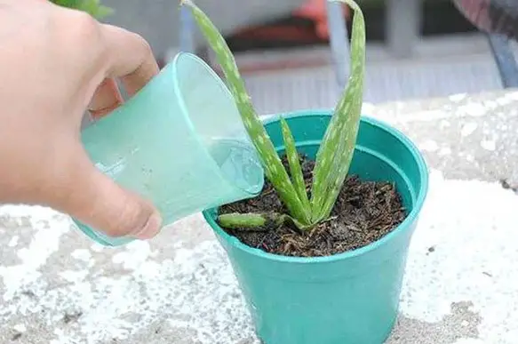 Why do you Water Aloe Vera from the Bottom?