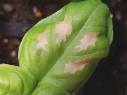 Why are the basil leaves turning white?