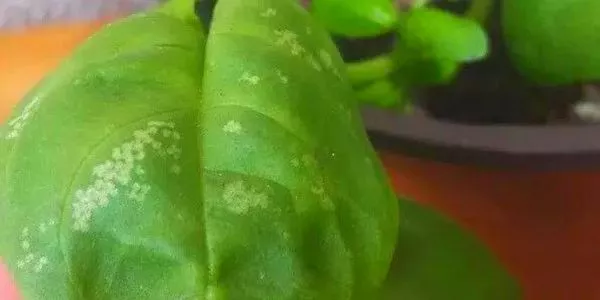 Why are the basil leaves turning white?