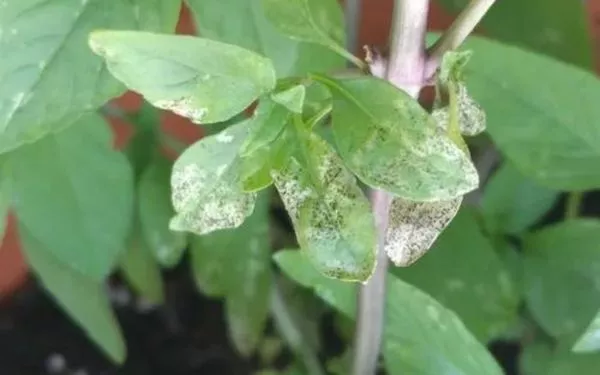 Why are the basil leaves turning white? all you need to know