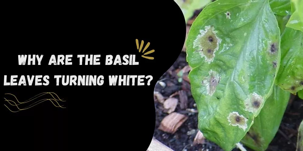 basil leaves turning white?