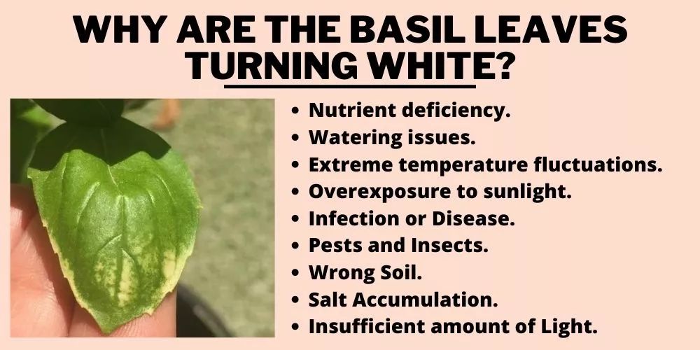 The problem with white basil leaves