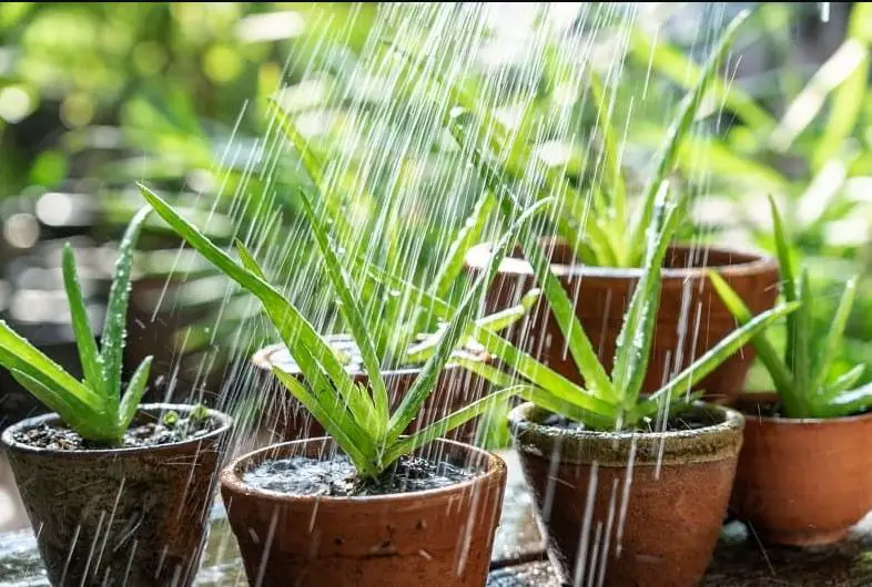 Why Not Water Aloe Vera Plants from the Top?