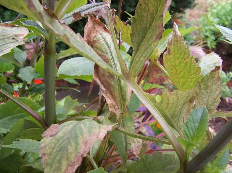 Why does Frost Damage May Cause Dahlia leave to Go Brown?