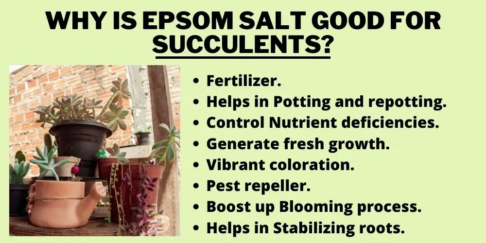 Why is Epsom Salt Good For Succulents?