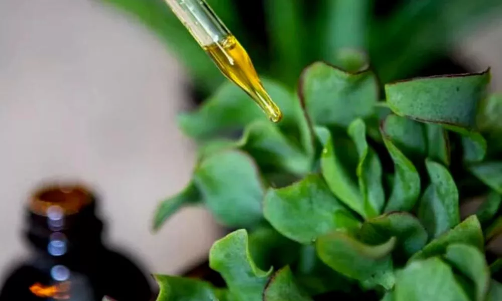 3 Simple ways to apply neem oil to your succulents and cactus