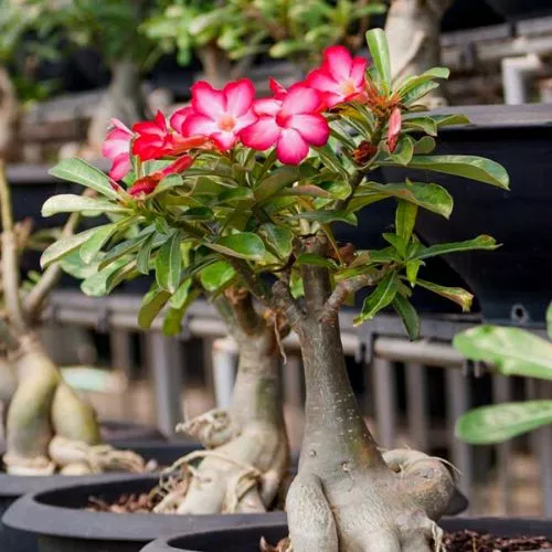 Adenium Obesum (Adenium Obesum)