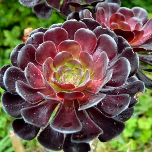 Aeonium Arboreum (Aeonium Arboreum)