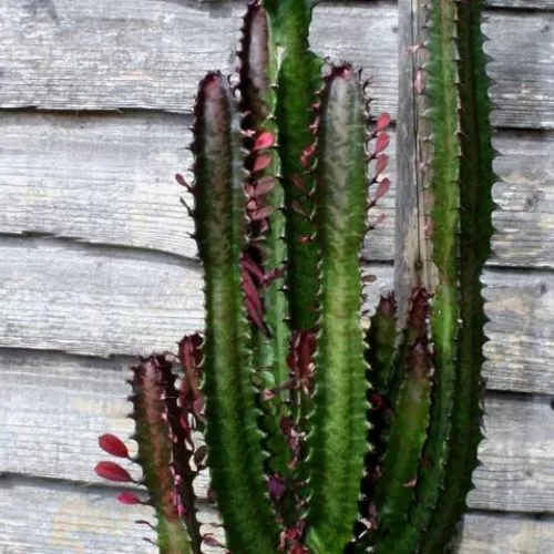 African Milk Tree (Euphorbia Trigona)