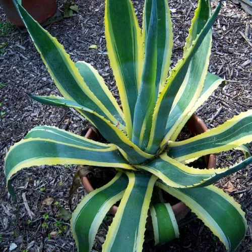 Agave Americana (Century Plant)