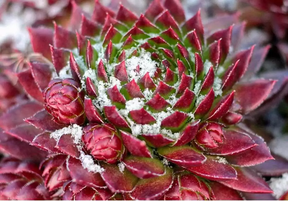 At what temperature do succulents freeze