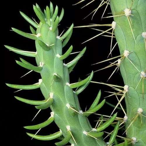 Austrocylindropuntia Subulata (Austrocylindropuntia Subulata)