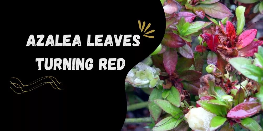 Azalea leaves turning red 