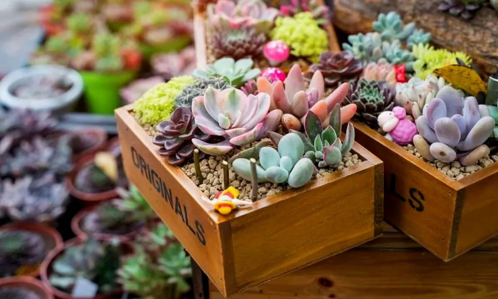 Can Succulents Survive Without Soil