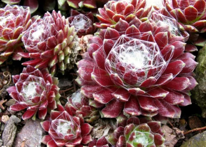 Can You Revive a Frozen Succulent