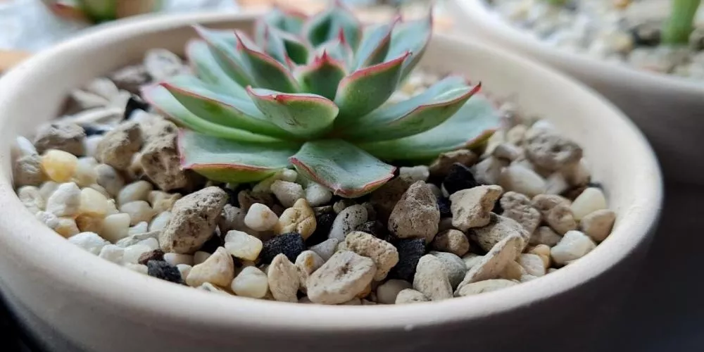 Can succulents grow in rocks without soil