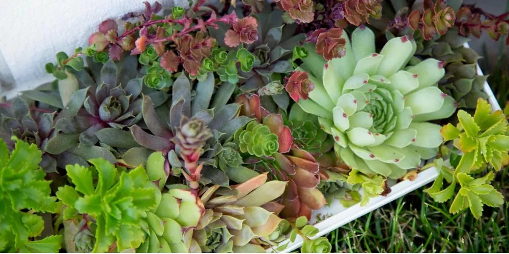 Can you over-fertilize succulents?