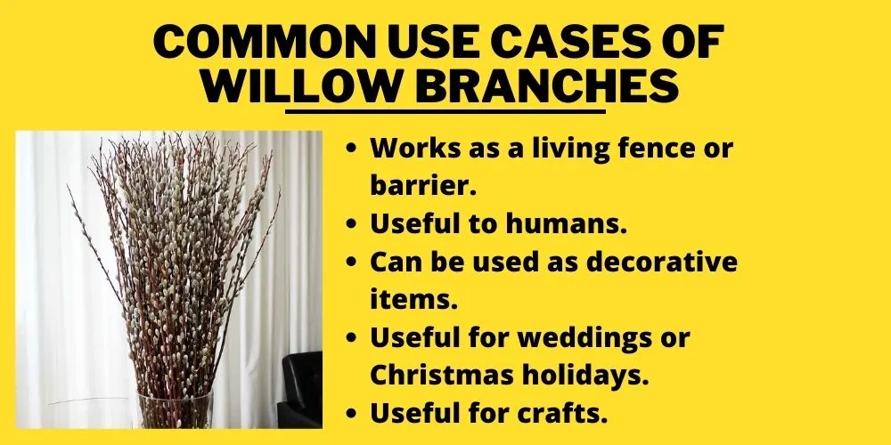 Common Use Cases of Willow Branches