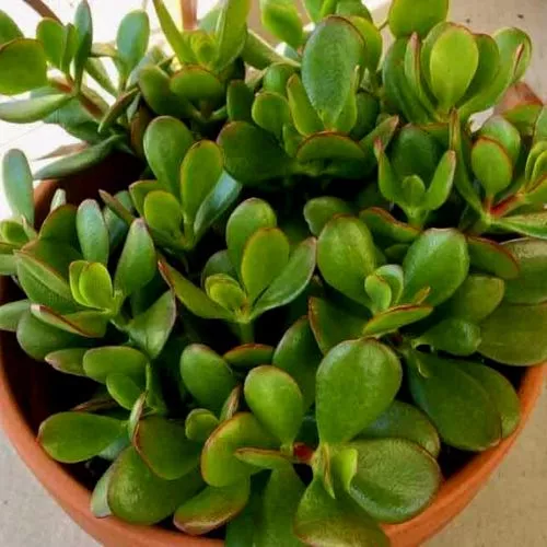 Crassula Ovata (Jade Plant)