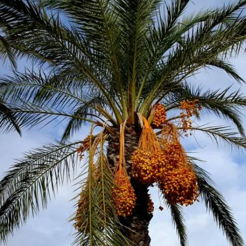 Date Palm (Phoenix dactylifera)