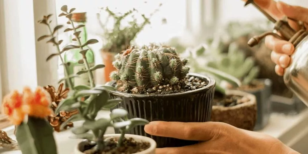 Do Succulents Like Humidity